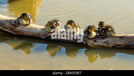 Neugeborene Stockentchen, die im Sonnenschein auf dem Stamm sitzen Stockfoto