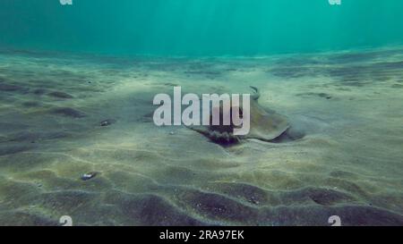 Die Vorderseite des Blue Flted Stingray oder Bluespotted Ribbontail Ray (Taeniura Lymma) gräbt Sand und füttert den Surfbereich an einem hellen, sonnigen Tag, Re Stockfoto