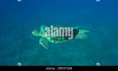 Rotes Meer, Ägypten. 17. Juni 2023. Große grüne Meeresschildkröte (Chelonia mydas) Schwimmen im blauen Ozean, Rotes Meer, Ägypten (Bild: © Andrey Nekrasov/ZUMA Press Wire) NUR REDAKTIONELLE VERWENDUNG! Nicht für den kommerziellen GEBRAUCH! Stockfoto