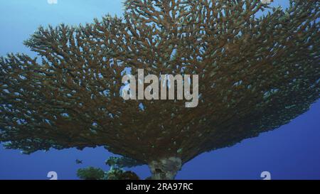 Textur und Details von Table Coral, Ansicht von unten. Die Kamera bewegt sich unter der Hard Table Coral Acropora tief in der Morgenzeit, auf blauem Wasser Stockfoto