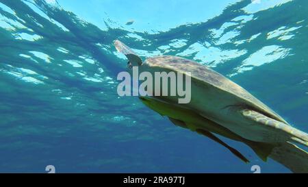 Rotes Meer, Ägypten. 17. Juni 2023. Große grüne Meeresschildkröte (Chelonia mydas), die im blauen Ozean schwimmt, Rotes Meer, Ägypten (Kreditbild: © Andrey Nekrasov/ZUMA Press Wire), NUR REDAKTIONELLE VERWENDUNG! Nicht für den kommerziellen GEBRAUCH! Stockfoto