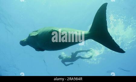 Dugong schwimmt unter der Wasseroberfläche, Mann schwimmt in der Nähe. Seekuh oder Dugong (Dugong Dugon) schwimmt unter der Oberfläche des blauen Wassers, Schnorchler schwimmen auf dem Stockfoto