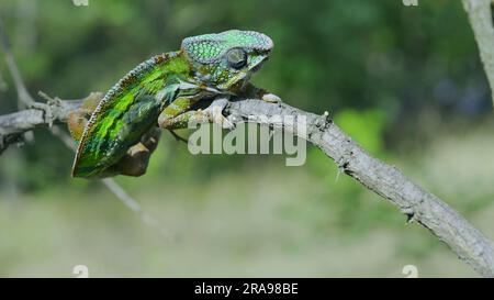 9. Juni 2023, Oblast Oblast Oblast Oblast Oblast Oblast, Ukraine, Osteuropa: Bright Panther chameleon (Furcifer pardalis) Klettergerüste (Kreditbild: © Andrey Nekrasov/ZUMA Press Wire) NUR REDAKTIONELLE VERWENDUNG! Nicht für den kommerziellen GEBRAUCH! Stockfoto