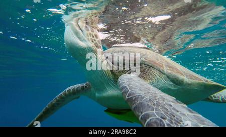 Rotes Meer, Ägypten. 17. Juni 2023. Große grüne Meeresschildkröte (Chelonia mydas) atmet auf der Wasseroberfläche, Rotes Meer, Ägypten (Kreditbild: © Andrey Nekrasov/ZUMA Press Wire) NUR REDAKTIONELLE VERWENDUNG! Nicht für den kommerziellen GEBRAUCH! Stockfoto