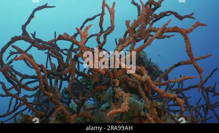 17. Juni 2023, Rotes Meer, Ägypten: Korallenriff mit leuchtend roten Schwämmen. Toxischer Fingerschwamm (Negombata Magnifica) auf dem Korallenriff in der Tiefe des Morgens, auf blauem Wasserhintergrund, Rotes Meer, Ägypten (Kreditbild: © Andrey Nekrasov/ZUMA Press Wire) NUR REDAKTIONELLE VERWENDUNG! Nicht für den kommerziellen GEBRAUCH! Stockfoto