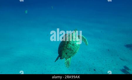 Rotes Meer, Ägypten. 17. Juni 2023. Große grüne Meeresschildkröte (Chelonia mydas), die im blauen Ozean schwimmt, Rotes Meer, Ägypten (Kreditbild: © Andrey Nekrasov/ZUMA Press Wire), NUR REDAKTIONELLE VERWENDUNG! Nicht für den kommerziellen GEBRAUCH! Stockfoto