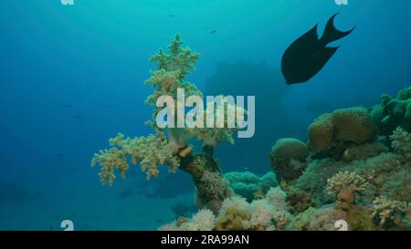 17. Juni 2023, Rotes Meer, Ägypten: Weichkoralle Gelber Brokkoli oder Brokkolikorallen (Litophyton Arboreum) in der Tiefe der Mobletzeit, Rotes Meer, Ägypten (Kreditbild: © Andrey Nekrasov/ZUMA Press Wire) NUR REDAKTIONELLE VERWENDUNG! Nicht für den kommerziellen GEBRAUCH! Stockfoto