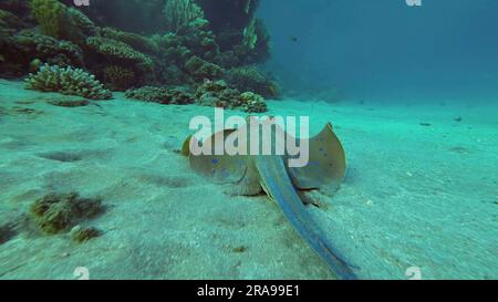 17. Juni 2023, Rotes Meer, Ägypten: Blauer Stachelrochen oder Blauer Fleckenfisch (Taeniura Lymma) Schwimmen Sie in der Nähe des Korallenriffs über Sandboden in den Sonnenstrahlen, Rotes Meer, Ägypten (Kreditbild: © Andrey Nekrasov/ZUMA Press Wire) NUR REDAKTIONELLE VERWENDUNG! Nicht für den kommerziellen GEBRAUCH! Stockfoto