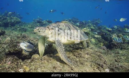 17. Juni 2023, Rotes Meer, Ägypten: Große grüne Meeresschildkröte (Chelonia mydas) auf dem Korallenriff rund um die Scholle tropischer Fische am sonnigen Tag, Rotes Meer, Ägypten (Kreditbild: © Andrey Nekrasov/ZUMA Press Wire) NUR REDAKTIONELLE VERWENDUNG! Nicht für den kommerziellen GEBRAUCH! Stockfoto