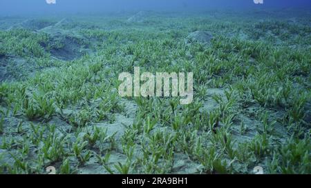 Seegras mit glattem Band (Cymodocea rotundata), Meeresboden mit grünem Seegras bedeckt. Unterwasserlandschaft, Rotes Meer, Ägypten Stockfoto