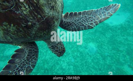 Grüne Meeresschildkröte (Chelonia mydas), die auf den Grund schwimmt, Rotes Meer, Ägypten Stockfoto