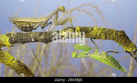 Eine große weibliche Gottesanbeterin geht unter einen Ast, auf dem eine andere Frau sitzt und sie ansieht. Die transkaukasische Baummantis (Hierodula transcaucasica Stockfoto