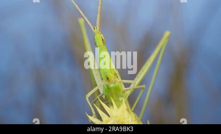 Frontales Porträt des grauen Grashügels Acrida mit schrägem Gesicht, der auf Stacheln auf Gras und blauem Himmelshintergrund sitzt. Stockfoto