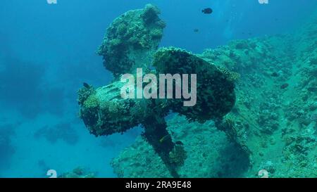 Propeller der Fähre Salem Express Schiffswrack, Rotes Meer, Safaga, Ägypten Stockfoto