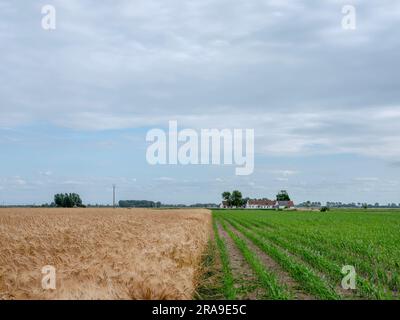 Gerstenfeld und Maisfeld in westflandern bei brügge und oostende Stockfoto