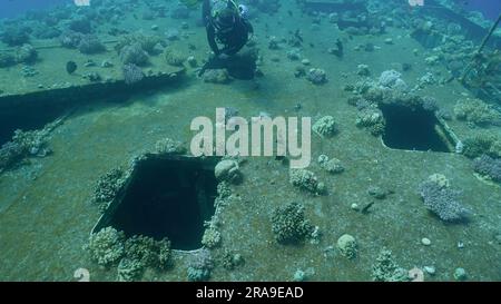 Taucher schwimmen über Bord mit Fenstern, die mit Korallen überwuchert sind, auf dem Schiffswrack der Fähre Salem Express, dem Roten Meer, Safaga, Ägypten Stockfoto