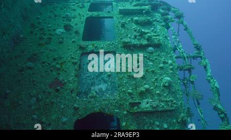 Meerestiere, die auf Fensterglas oder Kabine der Fähre Salem Express Schiffswrack, Rotes Meer, Safaga, Ägypten wachsen Stockfoto