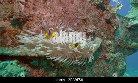 Rotes Meer, Ägypten. 24. Juni 2023. Ein Paar Roter See Clownfisch oder Threebed Anemonefish (Amphiprion bicinctus) schwimmt in der Nähe einer Anemone, die auf dem Bootskran der Fähre Salem Express Schiffswrack, Rotes Meer, Safaga, Ägypten (Kreditbild: © Andrey Nekrasov/ZUMA Press Wire) niedergelassen wurde, NUR REDAKTIONELLE VERWENDUNG! Nicht für den kommerziellen GEBRAUCH! Stockfoto