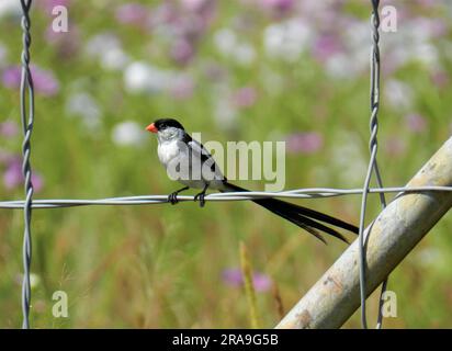 Adulte männliche Nadelschwanzwydah (Vidua macroura). Stockfoto