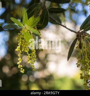 Quercus suber, gemeinhin als Korkeiche bezeichnet, ist eine mittelgroße immergrüne Eiche im Abschnitt Quercus sect. Cerris. Stockfoto