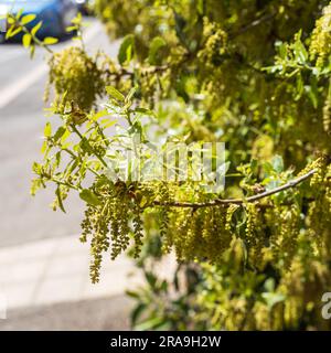 Quercus suber, gemeinhin als Korkeiche bezeichnet, ist eine mittelgroße immergrüne Eiche im Abschnitt Quercus sect. Cerris. Stockfoto