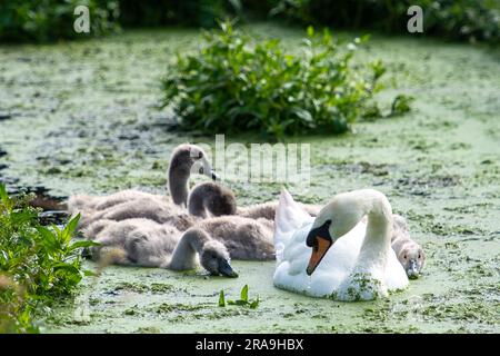 Dorney, Buckinghamshire, Großbritannien. 2. Juli 2023. Ein stummer Schwan und ihre sechs flauschigen Zygneten fressen sich an Entengras auf dem Roundmoor Graben neben Dorney Common. Kredit: Maureen McLean/Alamy Live News Stockfoto