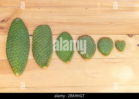 Opuntia Microdasys, gemeinhin als Hasenohren-Kaktuspolster oder Stecklinge auf Holzhintergrund bekannt. Stockfoto