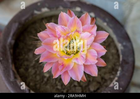 Hybrid-Taschenlampe Cactus Echinopsis rosa Blume Stockfoto