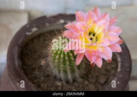 Blühende Blüten der rosa Fackel Echinopsis huascha cactus Stockfoto