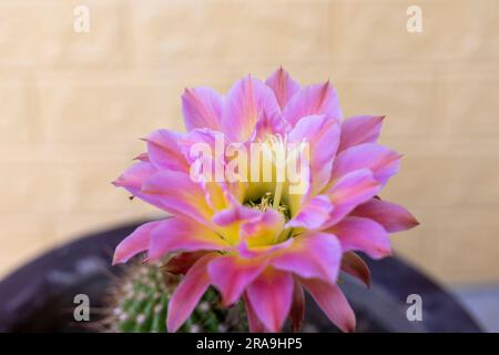 Eine schöne rosa Blume auf einem grünen echinopsis spachiana-Kaktus Stockfoto