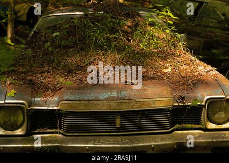 Ein alter alter alter, zerstörter Wagen in einem Wald Stockfoto