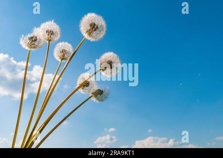 Blumenstrauß aus flauschigen Löwenzahnen mit blauem Himmel und Wolken auf dem Hintergrund Stockfoto