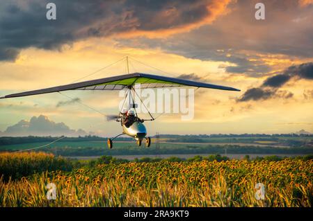 Drachenflieger-Dreifachflügel fliegen tief über blühende Sonnenblumenfelder bei Sonnenuntergang. Träume vom Fliegen. Die Schönheit des Fliegens und des Fliegenlernens Stockfoto