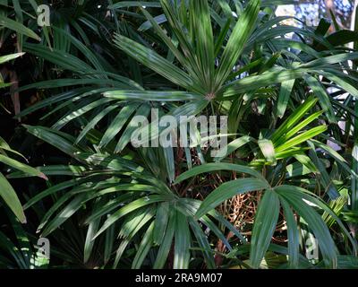 Rhapis excelsa, auch bekannt als Breiblattpalme oder Bambuspalme Stockfoto