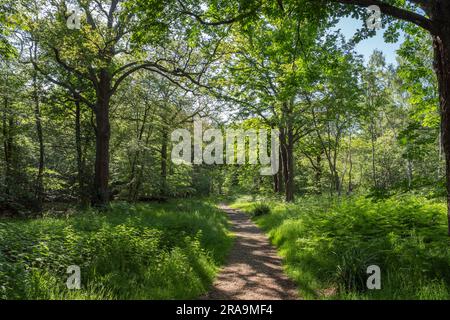 Allgemeine Ansicht des Wanderweges durch Burnham Beeches, Buckinghamshire, Großbritannien. Stockfoto
