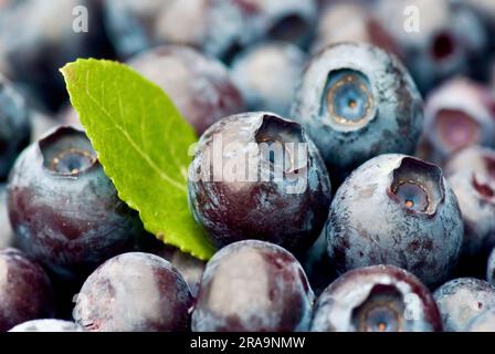 Nahaufnahme frisch gepflückter blauer europäischer Blaubeeren mit einem grünen Blatt im Sommer. Stockfoto