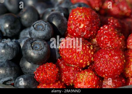 Nahaufnahme frischer europäischer Heidelbeeren und wilder Erdbeeren im Sommer. Stockfoto