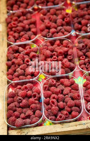 Frische rote Himbeeren in Obstkartons, die im Herbst auf dem Bauernmarkt zum Verkauf angeboten werden. Stockfoto