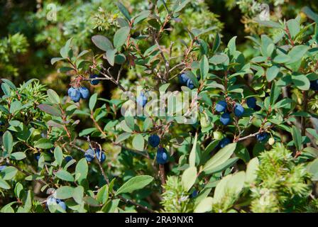 Waldlandschaft mit Moorblüten und essbaren Blaubeeren im Sommer. Stockfoto