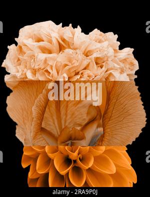 Farbenfrohes Mashup mit abstraktem Blumenmuster auf schwarzem Hintergrund Stockfoto