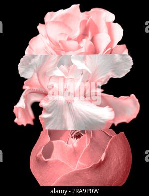 Farbenfrohes Mashup mit abstraktem Blumenmuster auf schwarzem Hintergrund Stockfoto