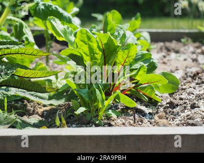 Bio-Gemüse im Garten Hochbeet im Naturgarten, junge Rüben Stockfoto