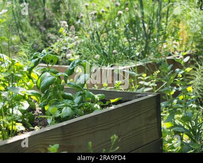 Bio-Gemüse im Gartenhochbeet im Naturgarten Stockfoto