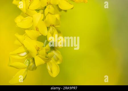 Goldene Kettenblumen, Platz für Text Stockfoto