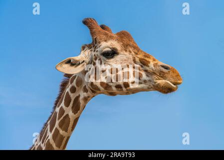 Details Nahaufnahme Porträt des Giraffenkopfes mit blauem Himmel Stockfoto