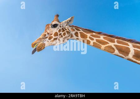 Details Nahaufnahme Porträt des Giraffenkopfes mit blauem Himmel Stockfoto
