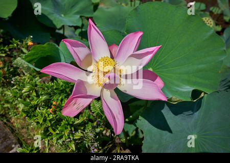 Nelumbo nucifera, auch bekannt als heiliger Lotus, Laxmi Lotus, indischer Lotus, Wasserlilie oder einfach Lotus, Familie Nelumbonaceae. Stockfoto