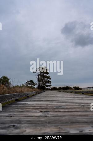 Blick auf Holzweg mit großem Baum am Ende aus dem niedrigen Winkel Stockfoto