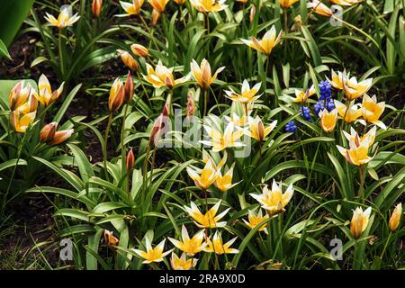 Tulip lat.Tulipa tarda ist eine Art von mehrjährigen, bauchigen, krautigen Pflanzen aus der Gattung Tulip der Familie der Liliaceae. Stockfoto