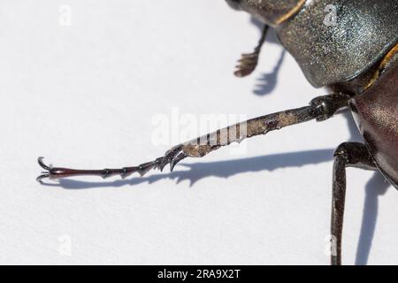Nahaufnahme eines vorderen Beins eines männlichen Hirschkäfers (Lucanus cervus) mit Pro-Femora, Pro-Tibiae, tarsus und Tarsal Claw, West London, UK. Stockfoto